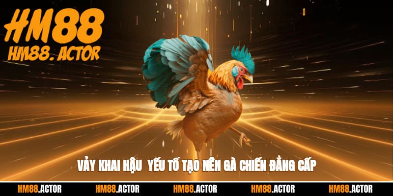 🐓 Vảy Khai Hậu - Yếu Tố Tạo Nên Gà Chiến Đẳng Cấp